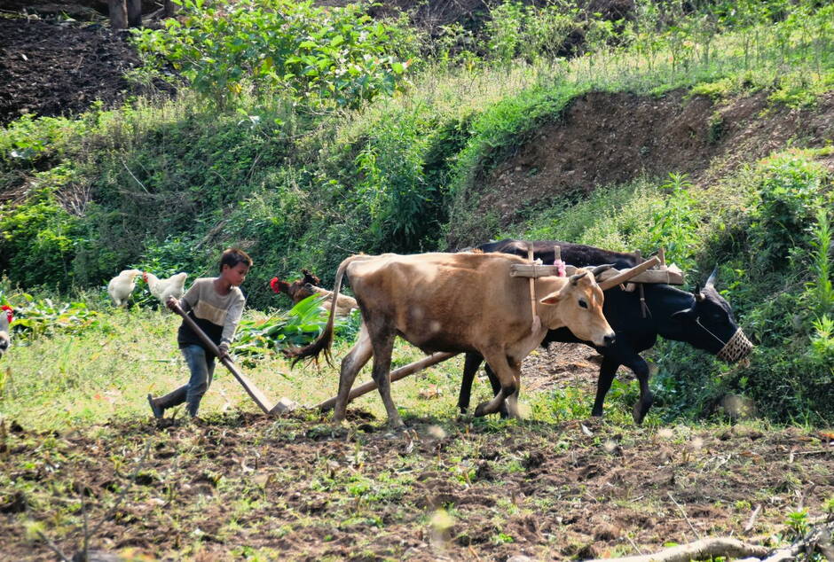 Ackerbau durch ein Kind, Nähe Pangtali, Nepal, April 2022