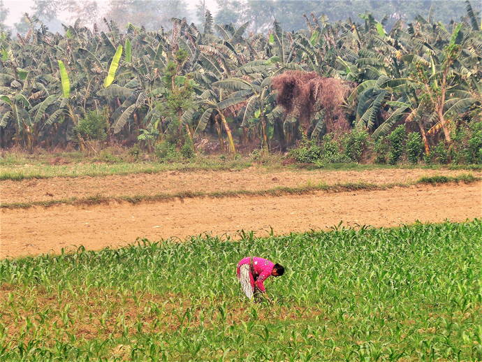 frau_bei_der_arbeit_im_feld_ii.jpg