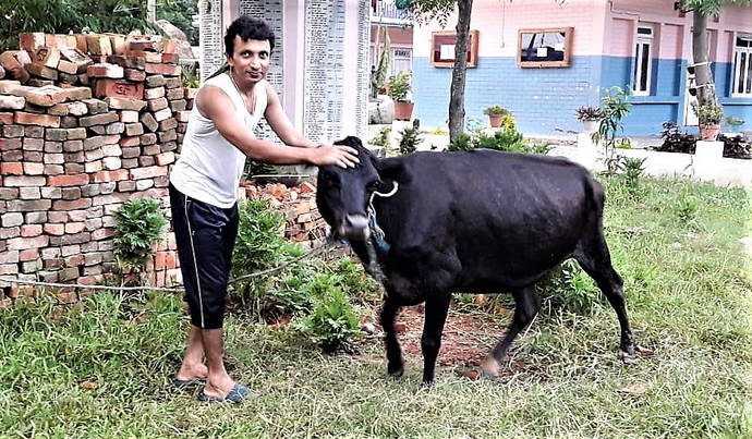 Thanks to your donations: Bobby Anthony, the busy project manager of the Antyodaya Chepang School, with the newly acquired cow Valérie
