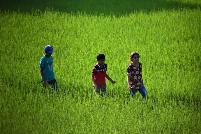 Chepang children crossing rice field.jpg